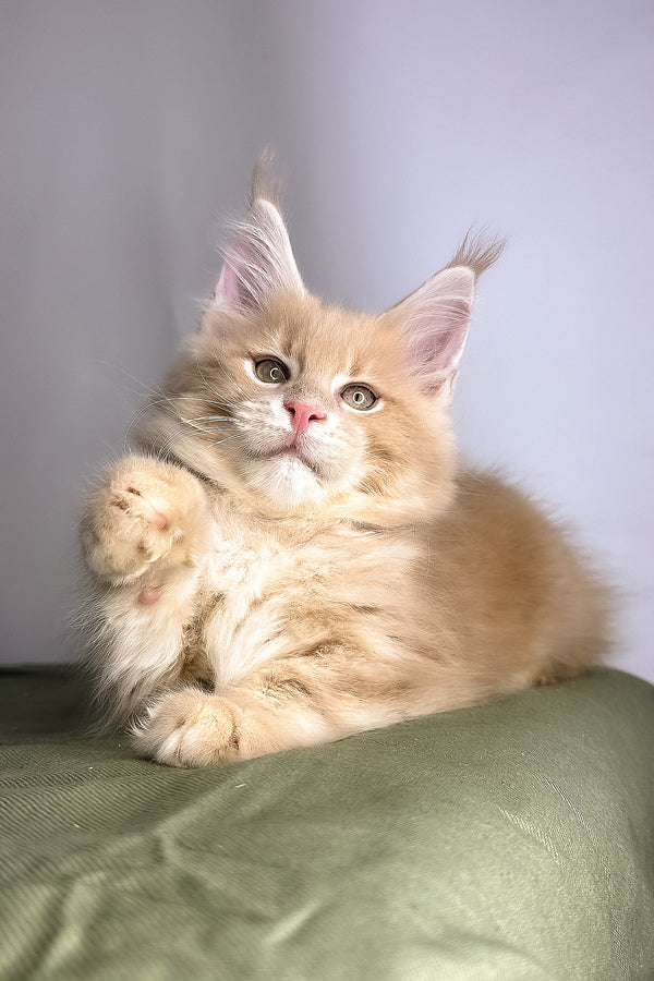 Geoffrey | Maine Coon Kitten