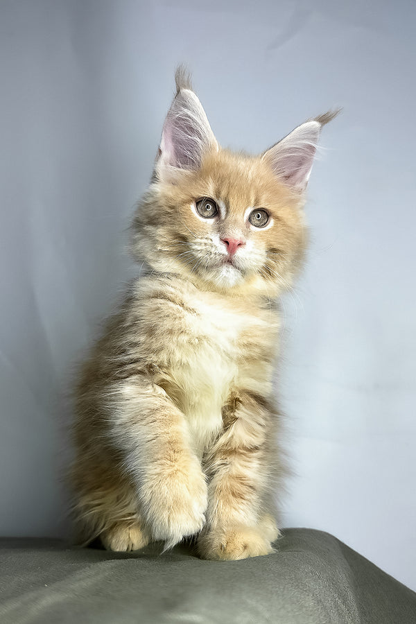Geoffrey | Maine Coon Kitten