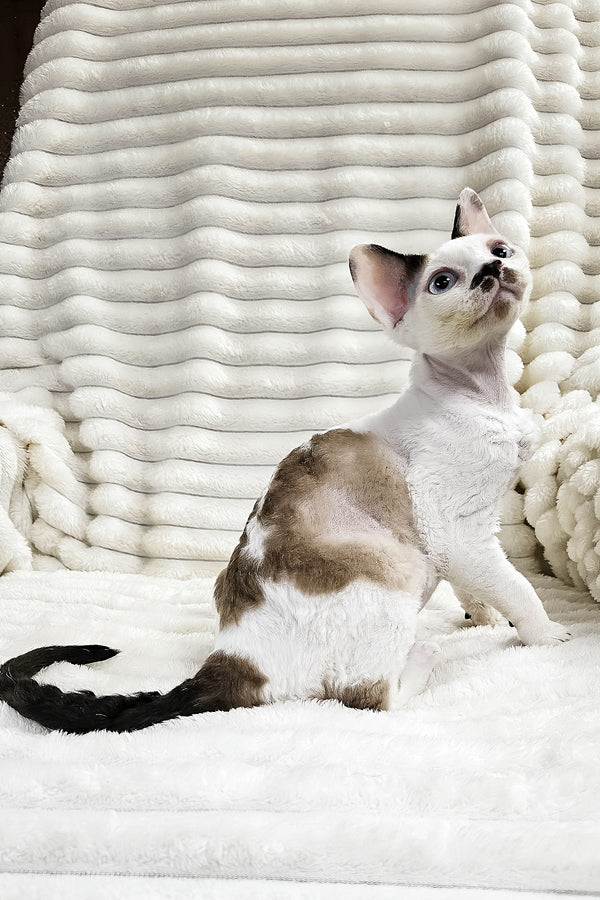 George | Devon Rex Kitten