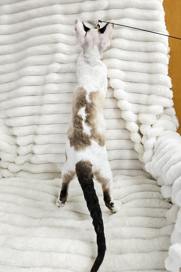 George | Devon Rex Kitten