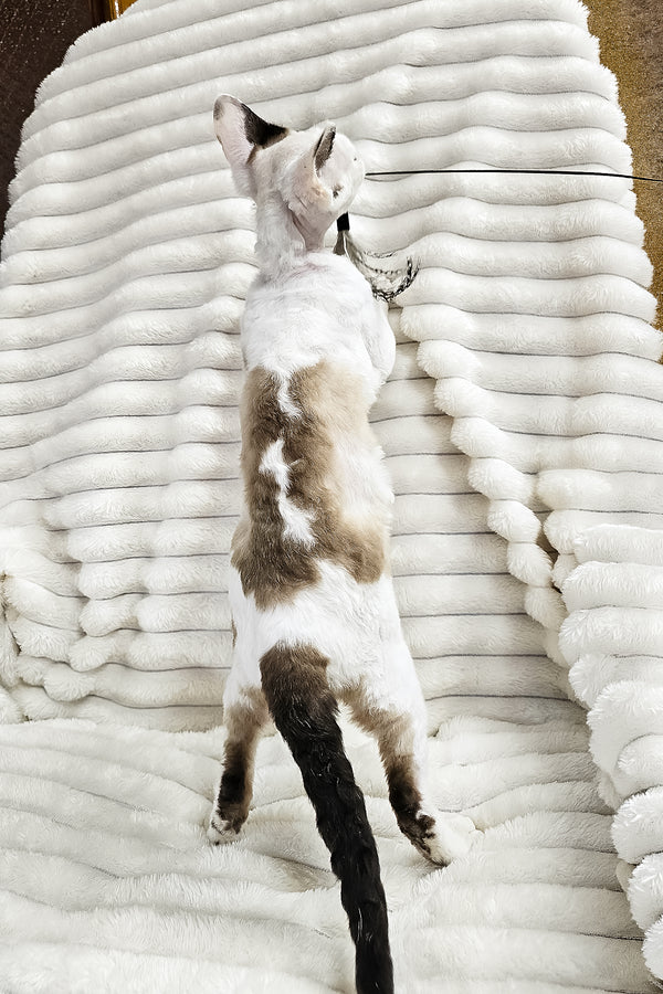 George | Devon Rex Kitten
