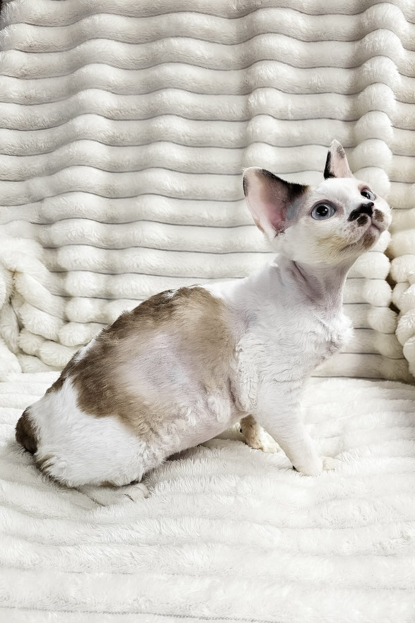 George | Devon Rex Kitten