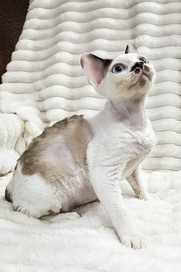 George | Devon Rex Kitten