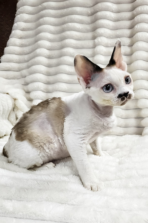 George | Devon Rex Kitten