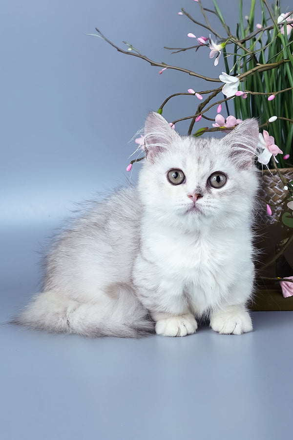 Gerda | Minuet Kitten