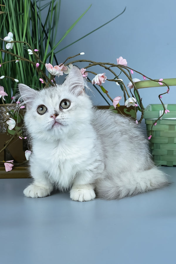 Gerda | Minuet Kitten