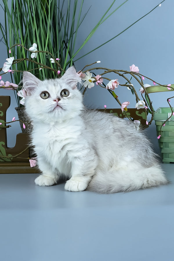 Gerda | Minuet Kitten