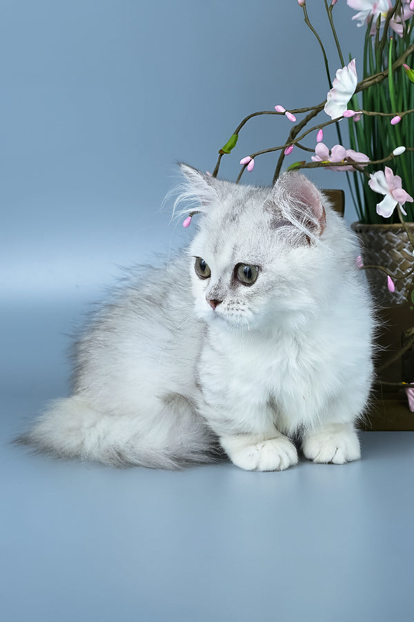Gerda | Minuet Kitten