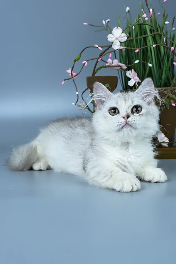 Gerda | Minuet Kitten