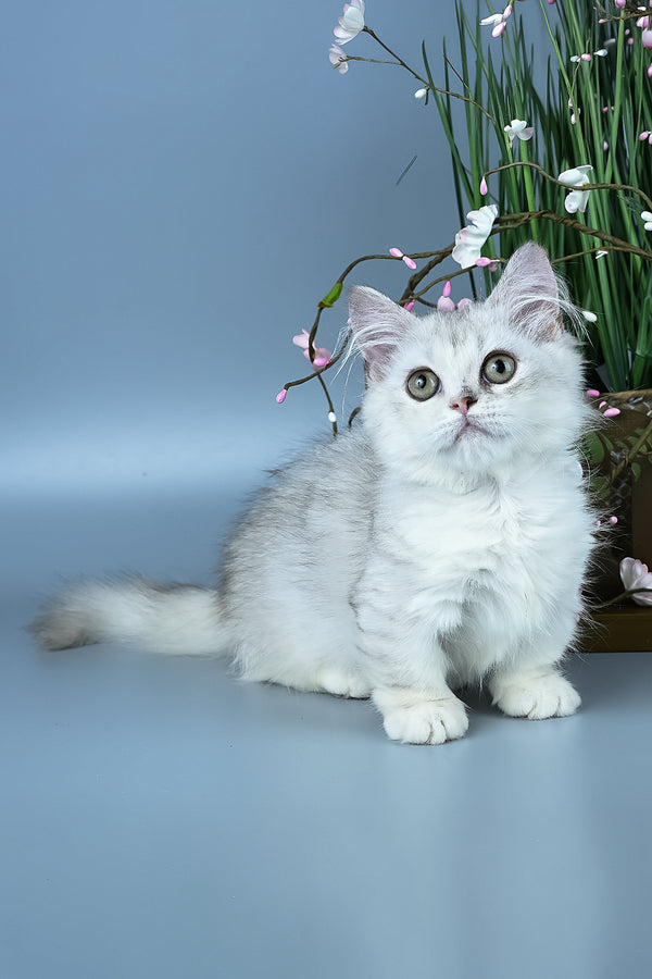Gerda | Minuet Kitten