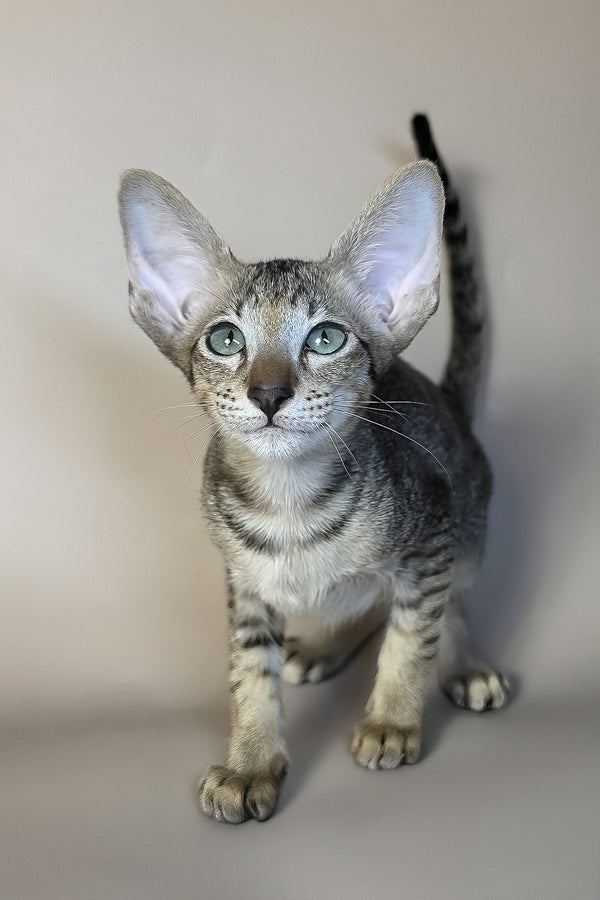 Gideon | Oriental Shorthair Kitten