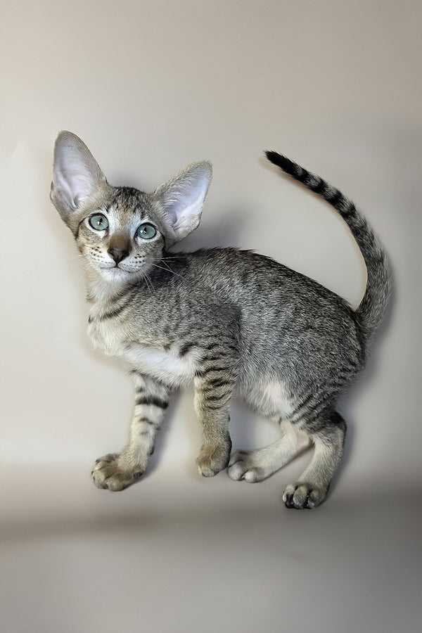Gideon | Oriental Shorthair Kitten