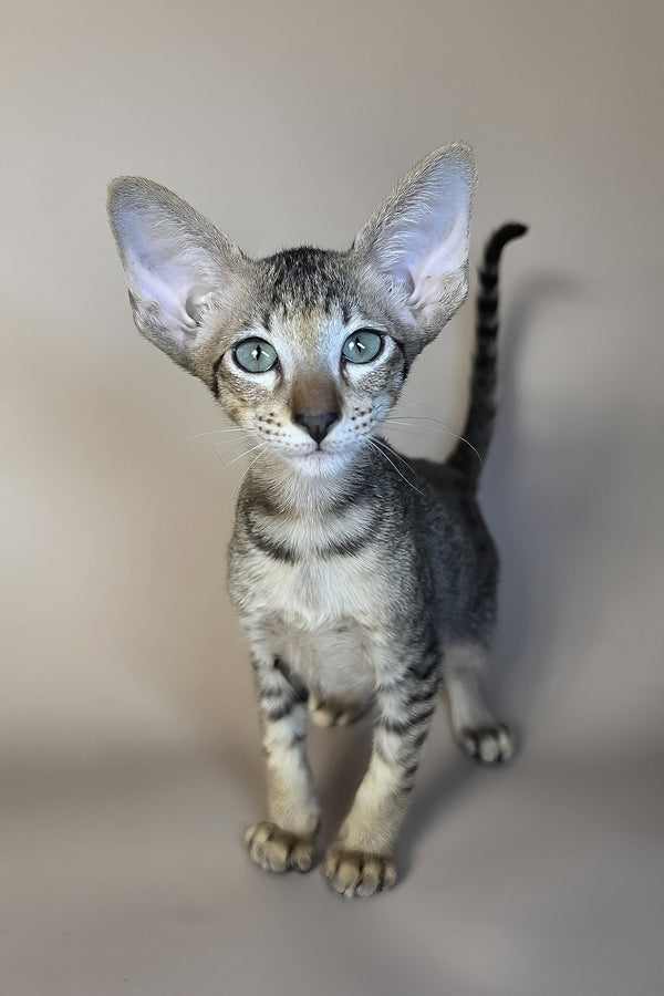Gideon | Oriental Shorthair Kitten