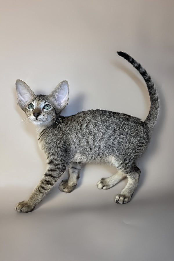 Gideon | Oriental Shorthair Kitten