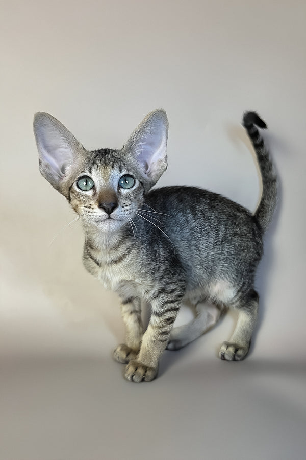Gideon | Oriental Shorthair Kitten