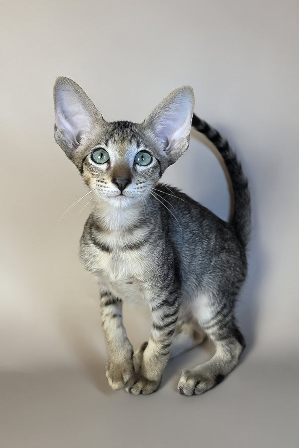 Gideon | Oriental Shorthair Kitten