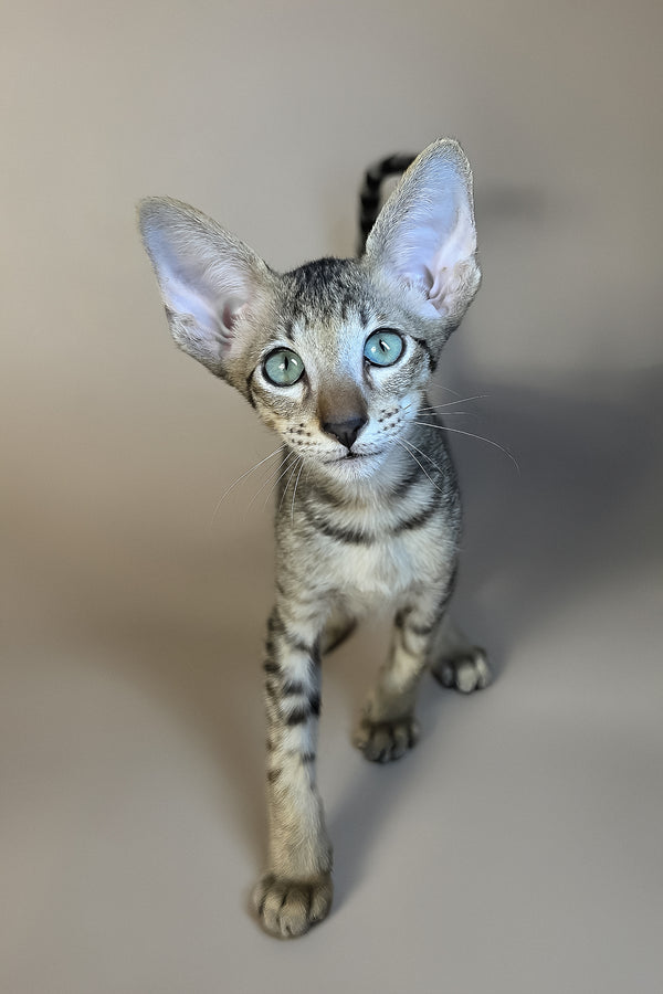 Gideon | Oriental Shorthair Kitten