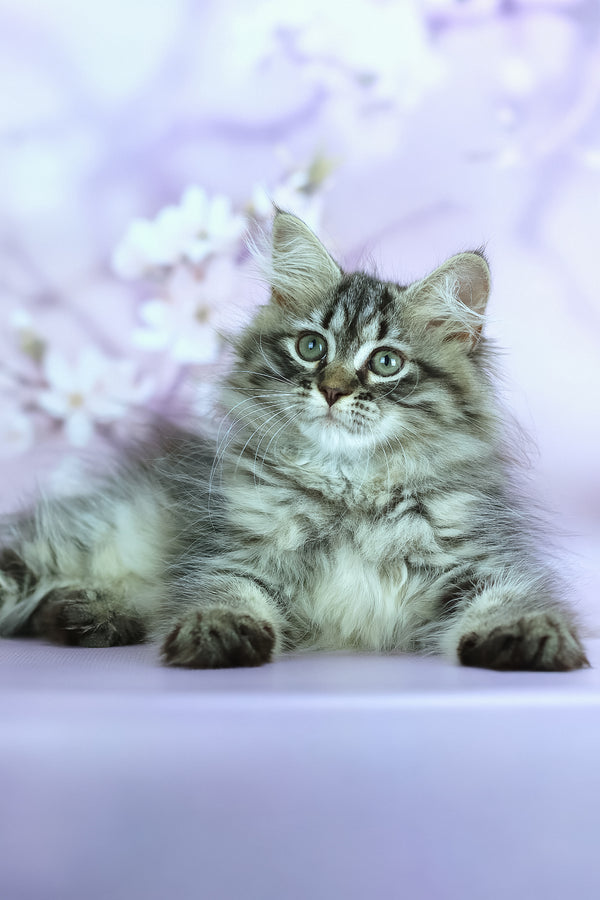 Givenchy | Siberian Kitten