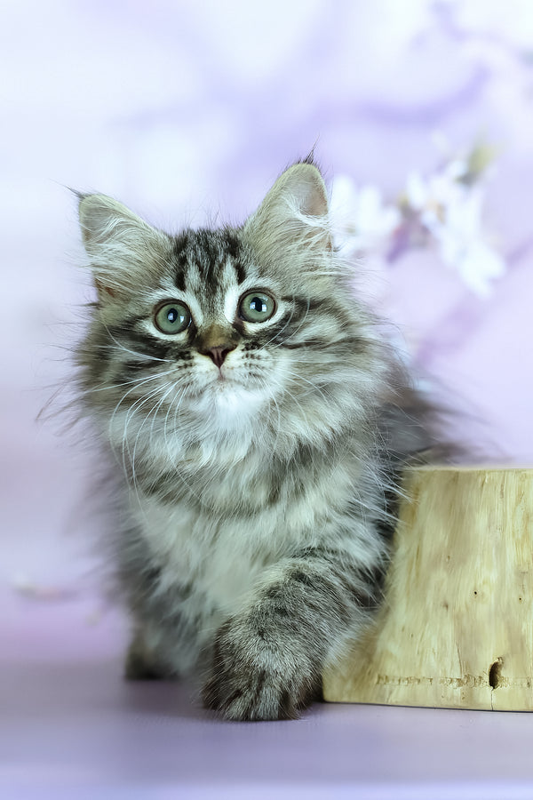 Givenchy | Siberian Kitten
