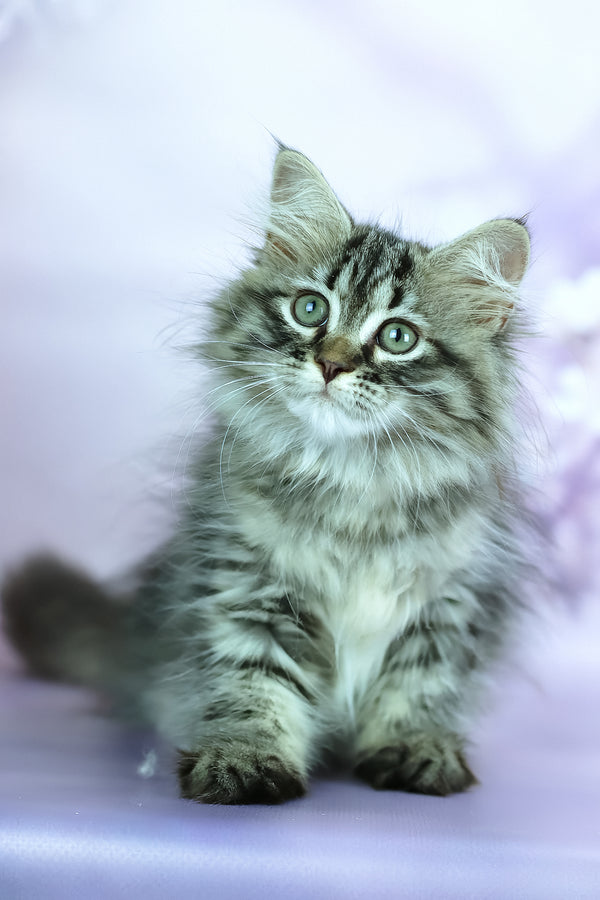 Givenchy | Siberian Kitten
