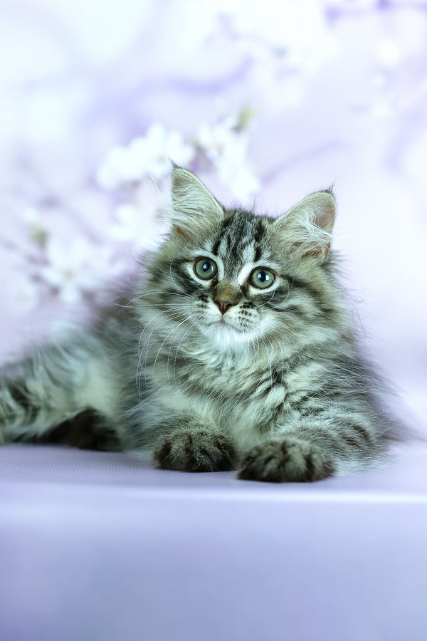 Givenchy | Siberian Kitten