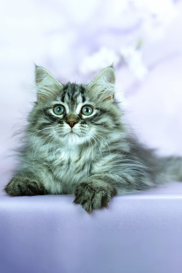 Givenchy | Siberian Kitten