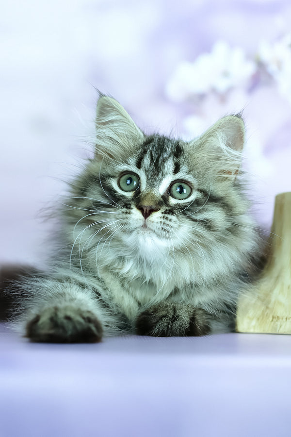 Givenchy | Siberian Kitten