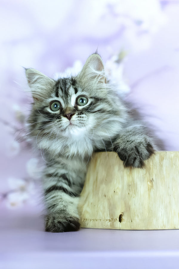 Givenchy | Siberian Kitten