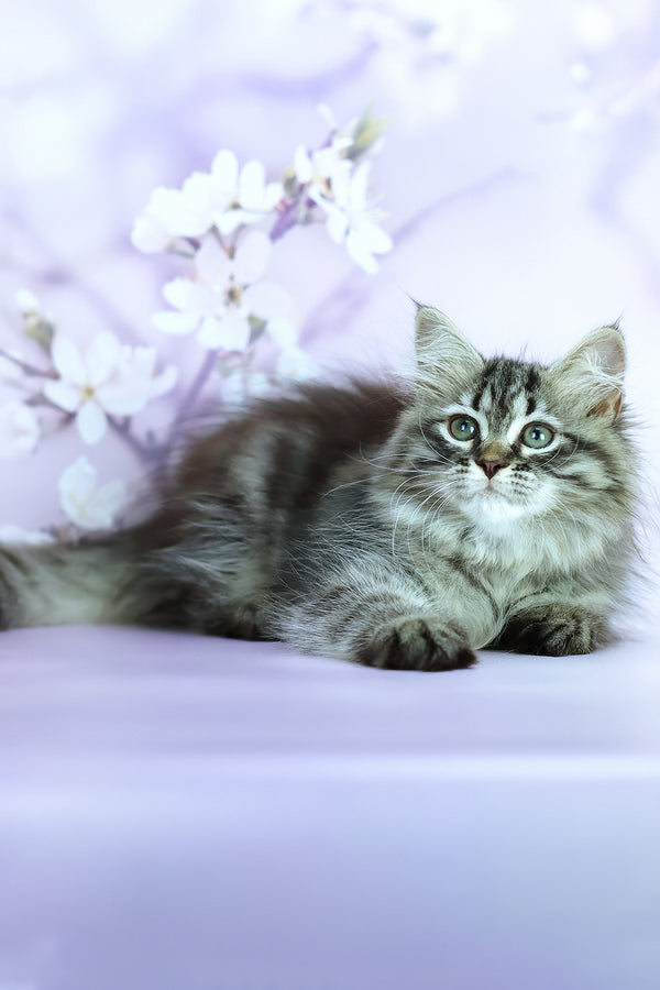 Givenchy | Siberian Kitten