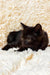 Glamur | Scottish Straight Kitten