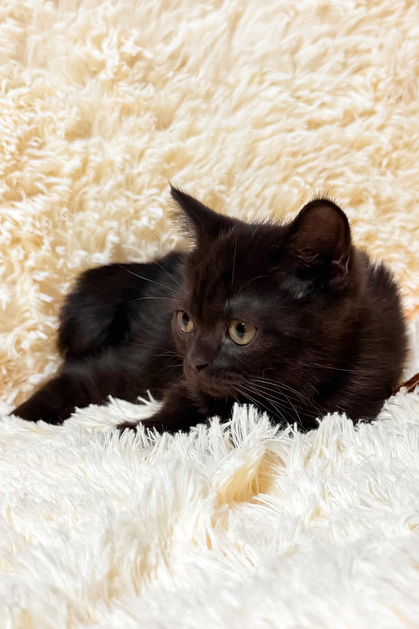 Glamur | Scottish Straight Kitten