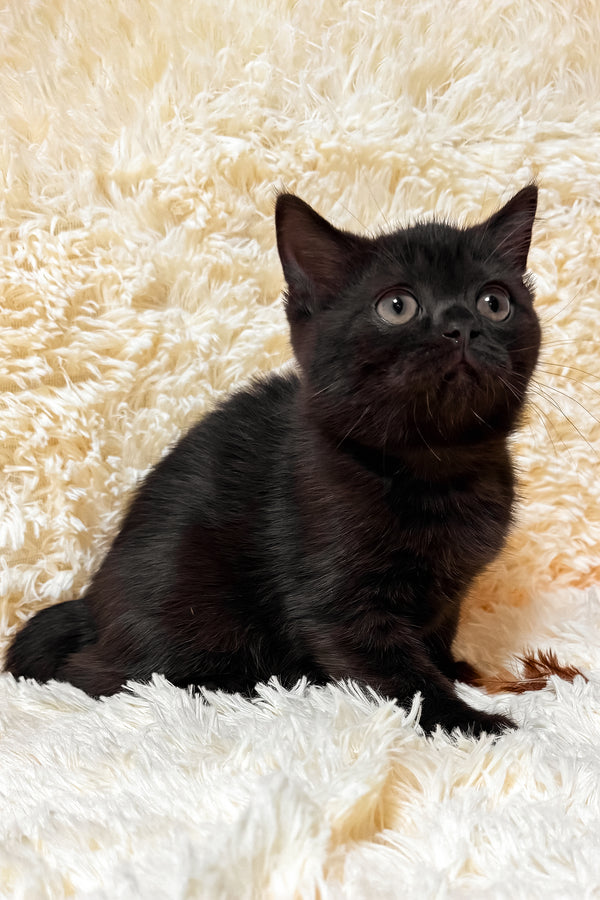 Glamur | Scottish Straight Kitten