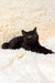 Glamur | Scottish Straight Kitten