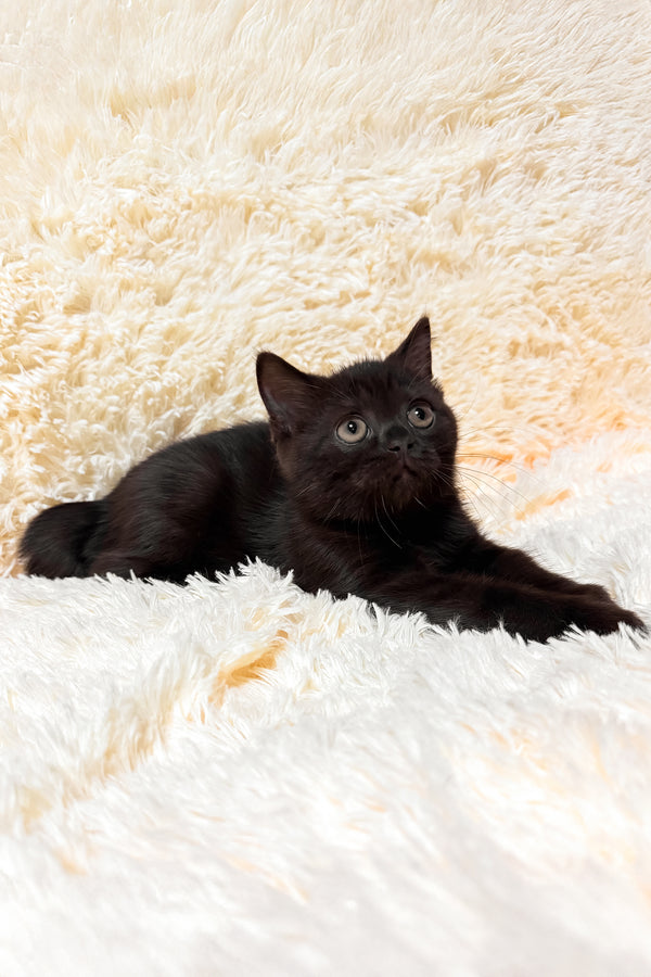 Glamur | Scottish Straight Kitten