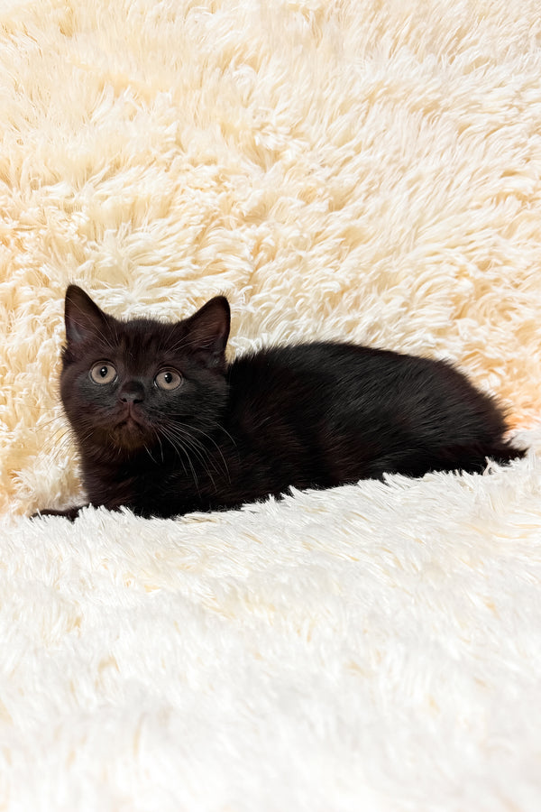 Glamur | Scottish Straight Kitten