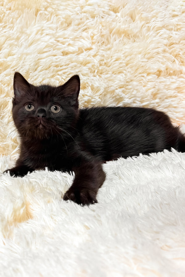 Glamur | Scottish Straight Kitten