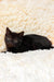 Glamur | Scottish Straight Kitten