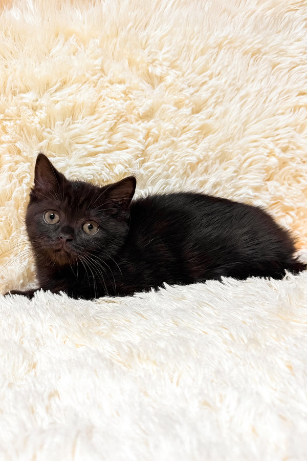 Glamur | Scottish Straight Kitten