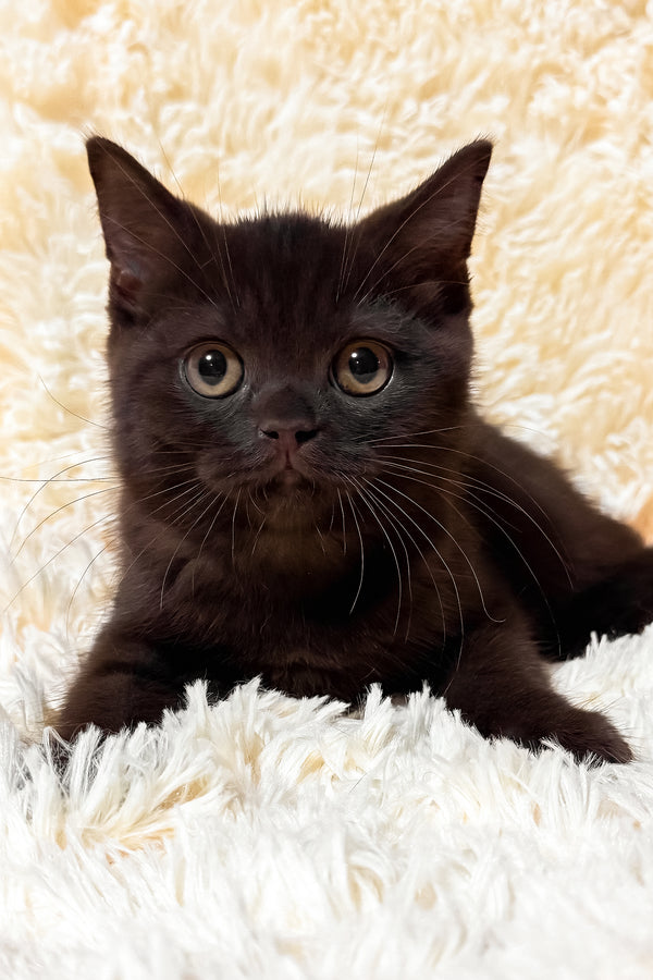 Glamur | Scottish Straight Kitten
