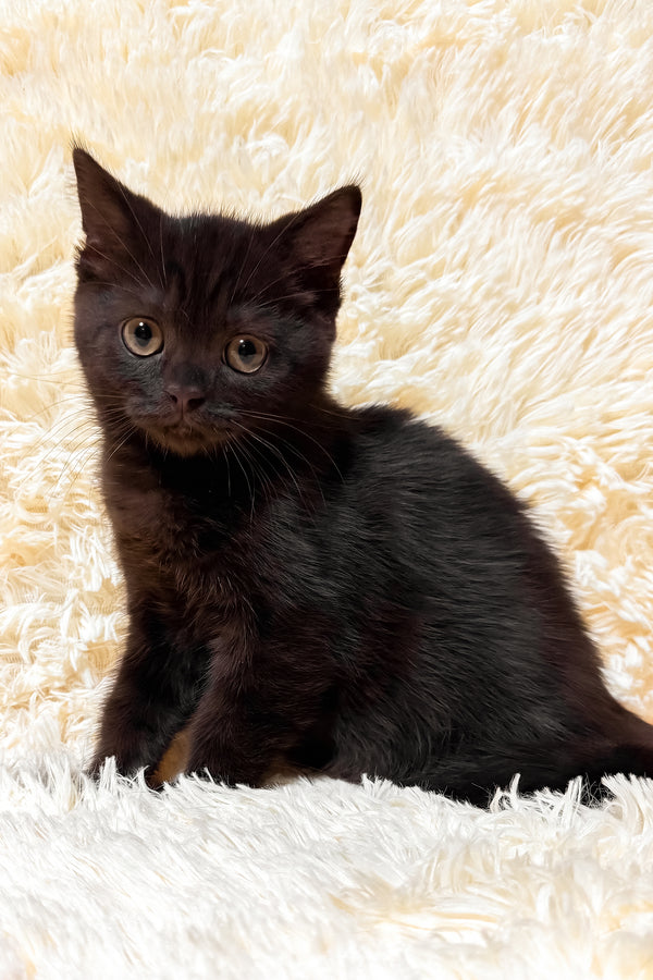 Glamur | Scottish Straight Kitten