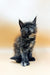 Glaya | Polydactyl Maine Coon Kitten