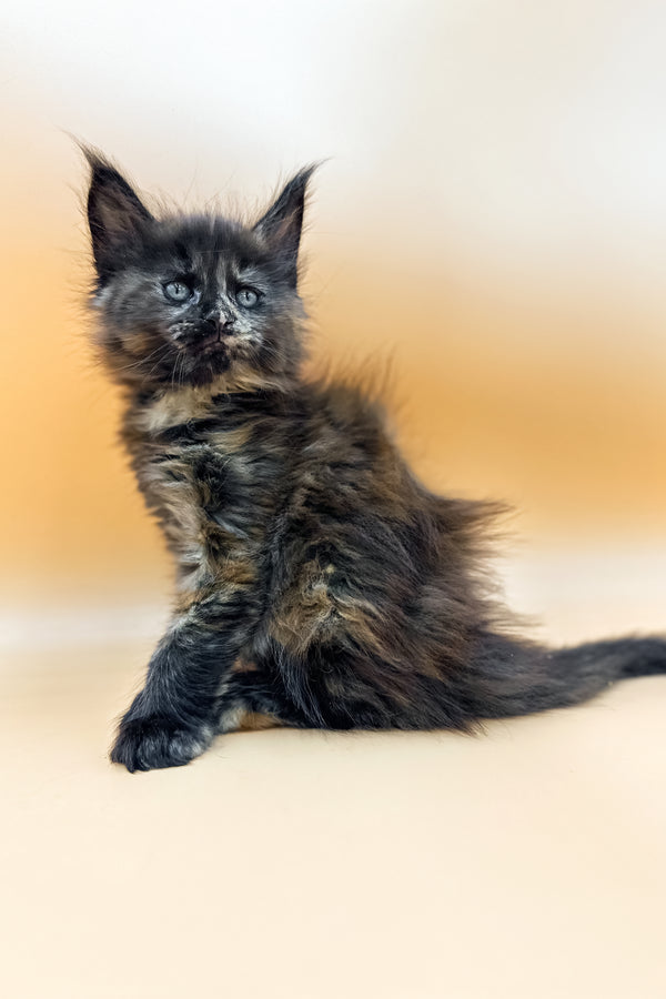 Glaya | Polydactyl Maine Coon Kitten