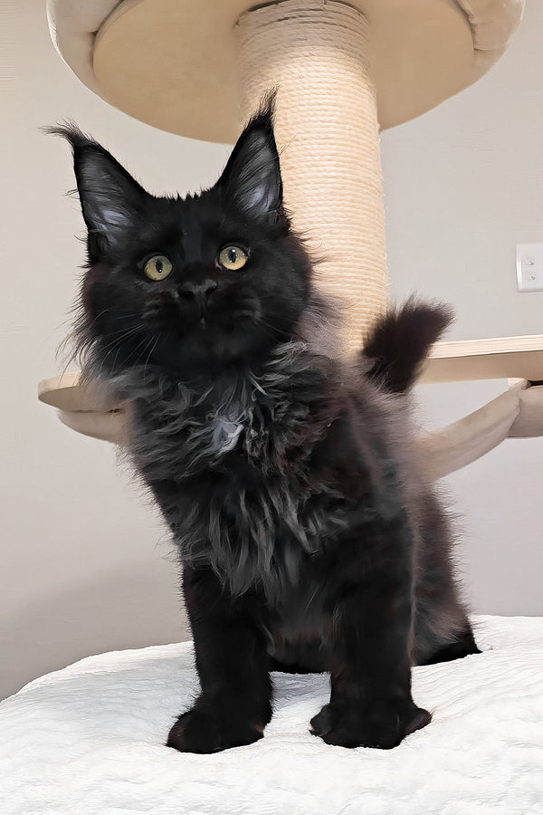 Gomez | Maine Coon Kitten