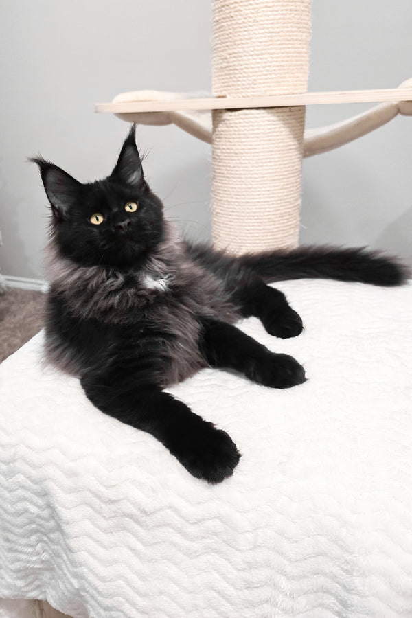 Gomez | Maine Coon Kitten