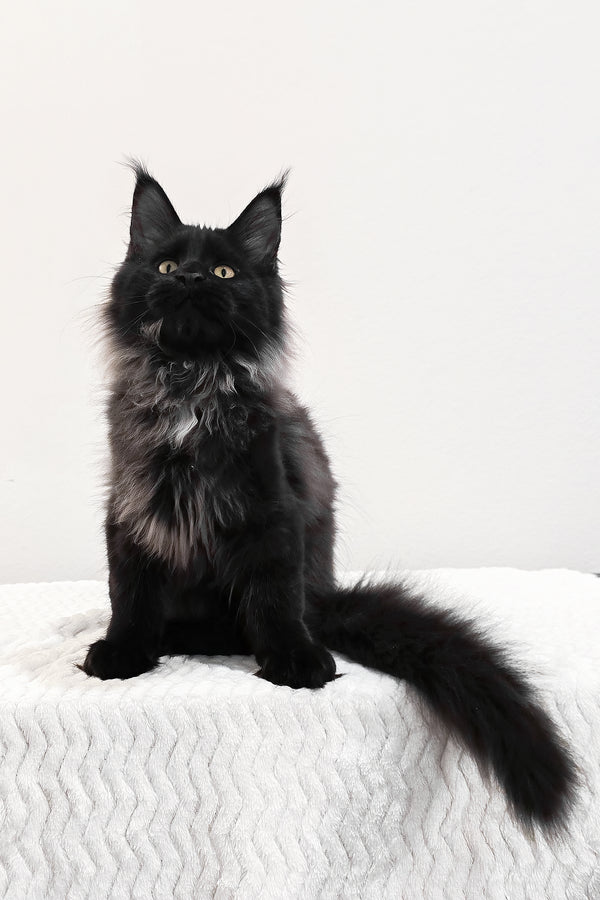 Gomez | Maine Coon Kitten