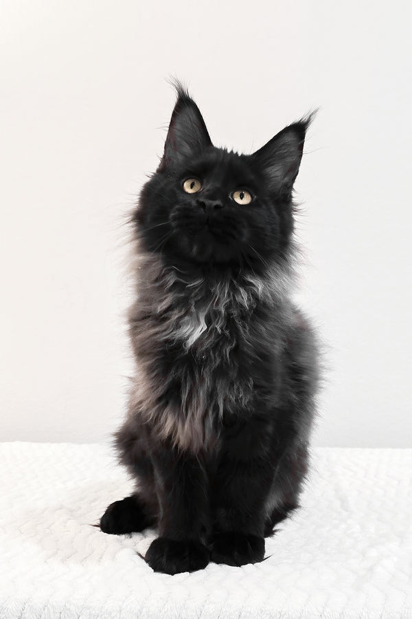 Gomez | Maine Coon Kitten