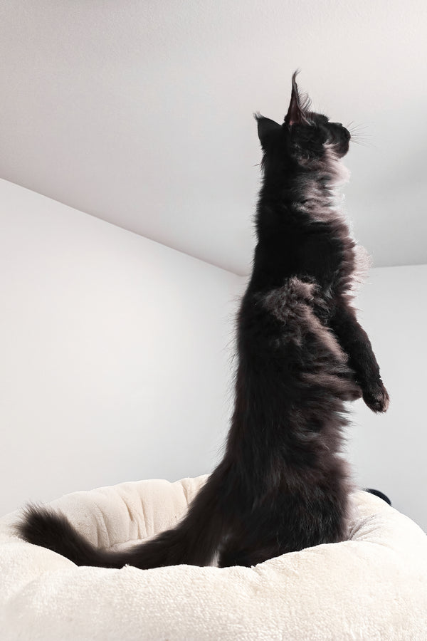 Gomez | Maine Coon Kitten