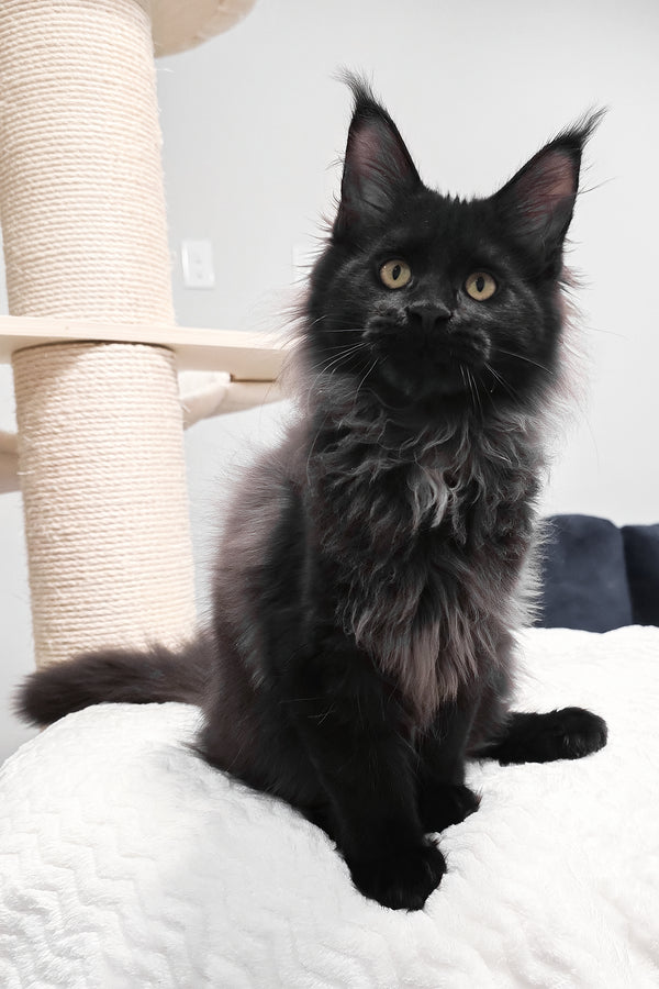 Gomez | Maine Coon Kitten