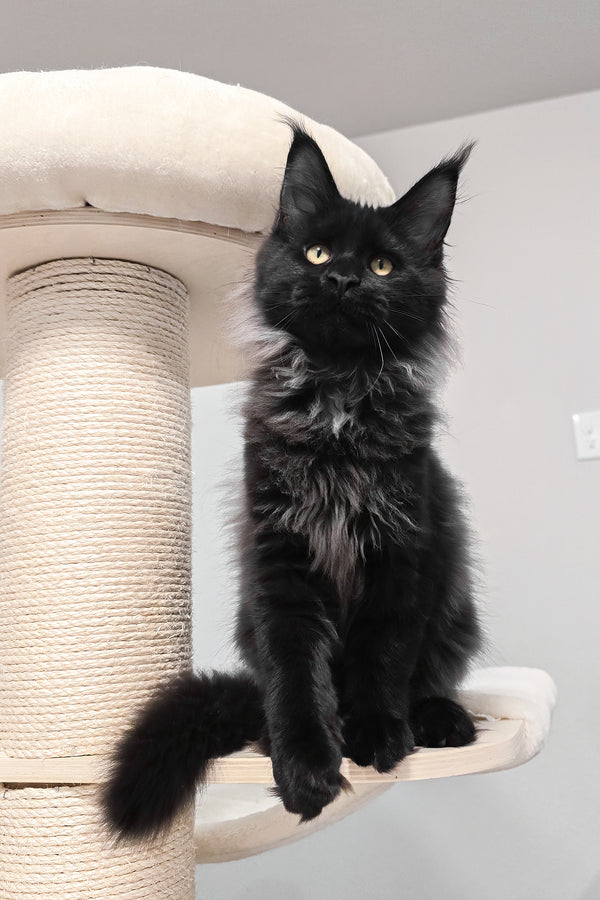 Gomez | Maine Coon Kitten