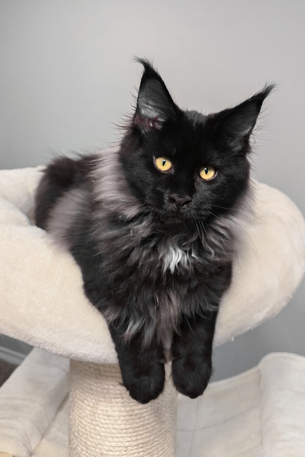 Gomez | Maine Coon Kitten